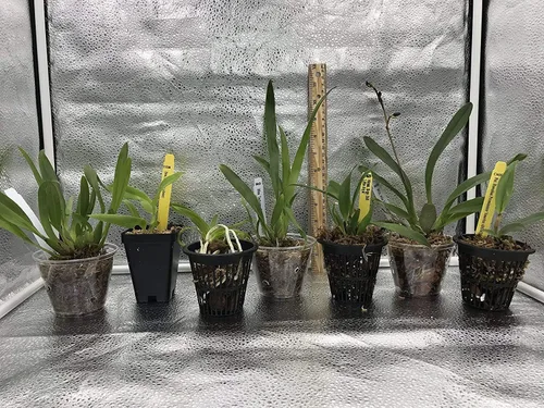 Miniatura 4 de 4 plantas de orquídeas vivas para elegir (Cattleya, Oncidium, Vanda, Dendrobium, Phalaenopsis) (Vandas + paquete de calor)