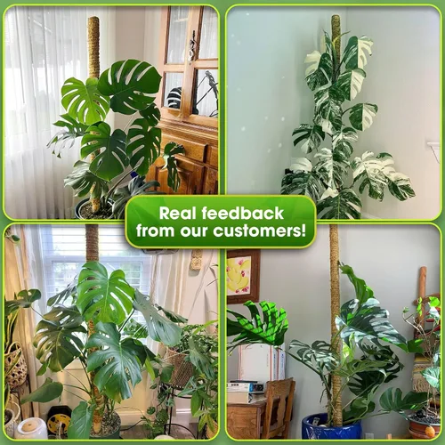 Miniatura 5 de DUSPRO Poste no doblable de 59 pulgadas para plantas trepadoras grandes, poste de musgo grande para Monstera, estacas para plantas