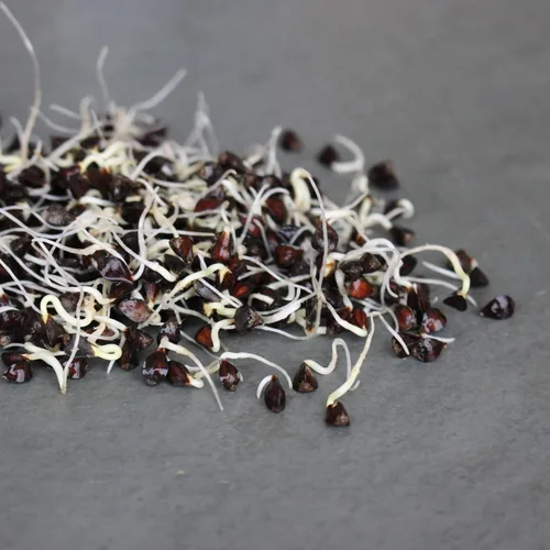 Miniatura 5 de Semillas de germinación de trigo sarraceno orgánico a granel, 4 libras, sin cáscara, orgánicas, jardinería, cultivo de verduras para ensalada