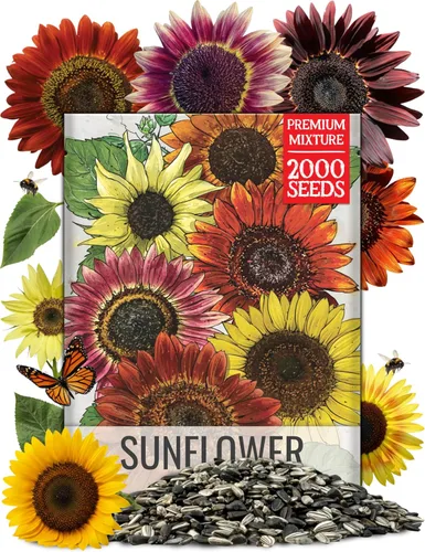 Miniatura 20 de Seed Needs Mezcla de semillas de girasol para plantar Sunset Blend 7 variedades Más de 1000 semillas Helianthus Annuus Heirloom Semillas de flores