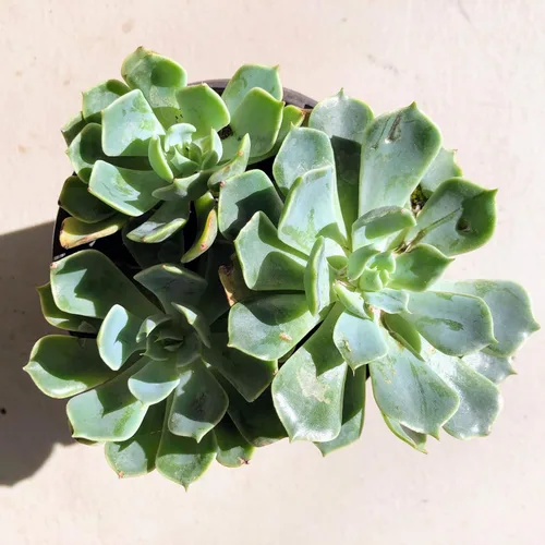 Miniatura 26 de Blissful Echeveria Alpen Glow 4" Pot Live Succulent Pink Purple Rosette Plant Easy 2 Grow, Perfect for Wedding, Party Favor and Succulent