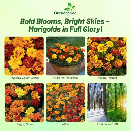 Miniatura 2 de Outsidepride 250 semillas anuales Tagetes Patula Outback French Marigold Garden Flower Seed Mix para plantar French Outback Mix