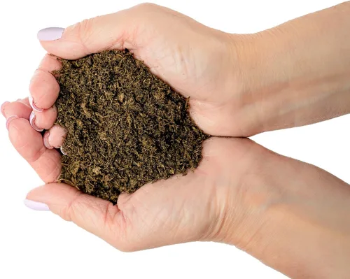 Miniatura 3 de Musgo de Turba de Esfagno Natural Premium - Enmienda de Suelo de Jardinería y Medio de Suelo para Plantas Carnívoras de Gardenera (Bolsa de 1 Cuarto)