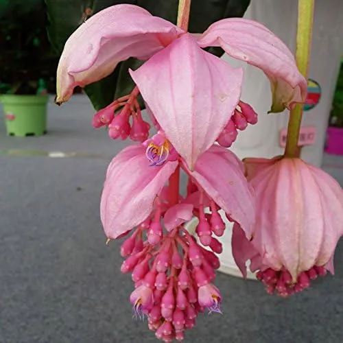 Miniatura 3 de Nuevas semillas frescas de plantas de medinilla rosa 50pcs Generic
