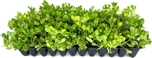 Miniatura 10 de Hierba ornamental de maní Planta de tamaño grande de 1 galón Arachis glabrata Cubierta de suelo tolerante a la sequía Alternativa de césped