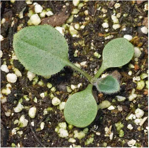 Miniatura 5 de Everwilde Farms - Semillas de flores silvestres nativas de Susan de ojos marrones de 1 onza - Gold Vault