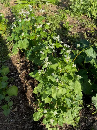Miniatura 6 de Plant Good Seed Semillas orgánicas de trigo sarraceno, paquete de 125, semillas tradicionales para plantar verduras, granos, brotes, suministros