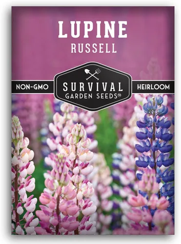 Survival Garden Seeds - Semilla de altramuz Russell para plantar - Paquete con instrucciones para plantar y cultivar flores silvestres al aire libre