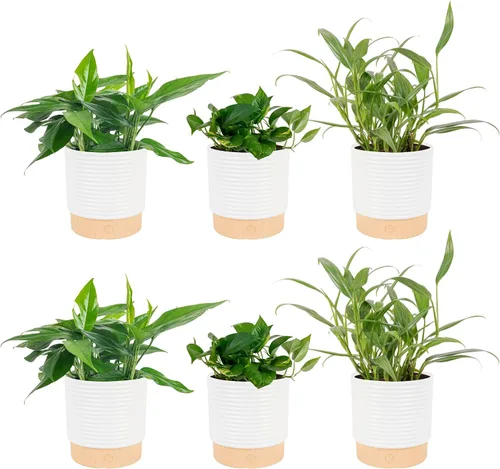 Miniatura 18 de Costa Farms Planta Pothos, hiedra del diablo en maceta decorativa, fácil de mantener, planta de interior purificadora de aire, enrejado, estante