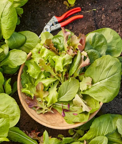 Miniatura 6 de Burpee Sweet Salad Mix Mesclun Seeds 750 semillas