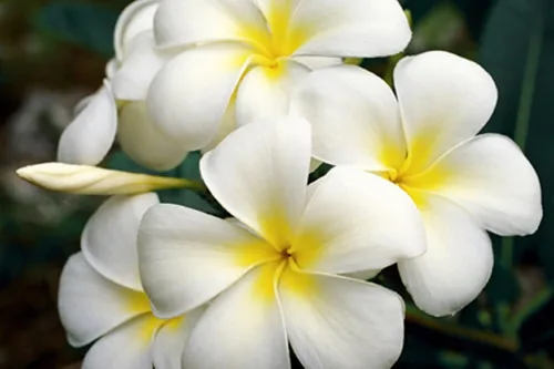 Miniatura 4 de 4 esquejes de plantas de Plumeria hawaiana, colores mezclados, rosa, amarillo, blanco, rojo, aprox. 10 pulgadas de largo cada Kanoa Hawaii