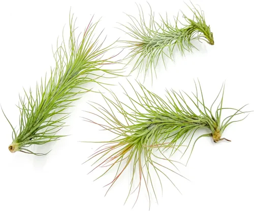Miniatura 24 de ragnaroc Planta de Aire Viva – Tillandsia Capiput, Jumbo 6-9” - 2 unidades - Llegada Viva Garantizada - Plantas de Casa para Decoración del Hogar