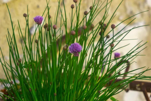 Miniatura 8 de Semillas de cebollino más de 100 semillas para cultivar Allium Schoenoprasum para plantar en primavera u otoño
