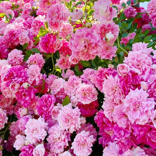 Miniatura 2 de Más de 230 semillas de rosas trepadoras para plantar, flor de vid trepadora perenne fragante