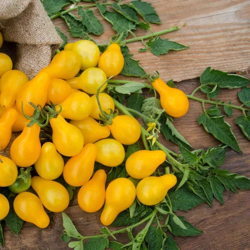 Miniatura 8 de Eden Brothers Semillas de tomate – Semillas de caqui sin OMG para plantar, paquete Semillas de vegetales de bajo mantenimiento, plantas durante