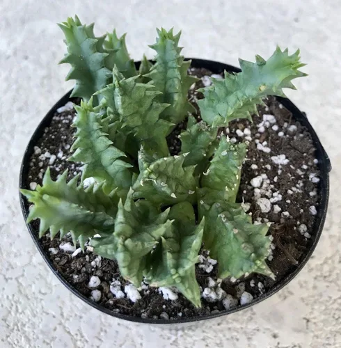 Miniatura 3 de Lifesaver Cactus – Planta viva en una maceta de 4 pulgadas – Huernia Zebrina – Cactus de interior de floración rara con floración de estrella roja