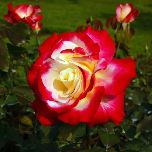 Miniatura 5 de Rose Bush - Planta viva de rosas trepadoras, arbusto vivo a raíz desnuda con tierra de 7 a 10 pulgadas de alto, rosas fragantes arbustos de rosas