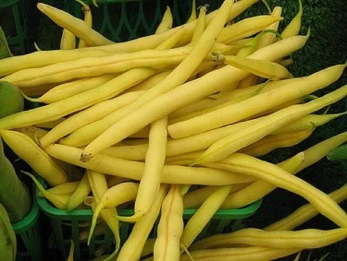 Semillas de frijol de cera dorada de primera categoría, paquete de 200 unidades, sin OMG, una excelente variedad de frijoles arbustivos de alto
