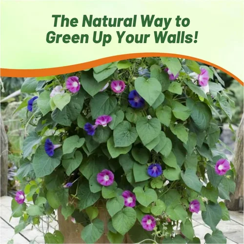 Miniatura 6 de Outsidepride 250 Semillas Anuales Ipomoea Purpurea Morning Glory Fieldgrown Trepadoras Semillas de flores de vid para plantar