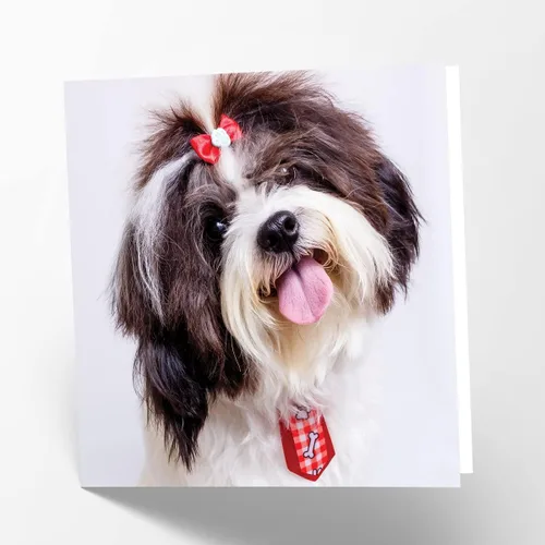 Maturi Shih Tzu Dog - Tarjeta fotográfica de felicitación de cumpleaños en blanco, 6 x 6 pulgadas, cuadrada