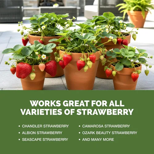 Miniatura 5 de Fertilizante de fresa: alimento líquido para plantas para una mejor floración, bayas más grandes y corredores de raíces más fuertes, 8 onzas