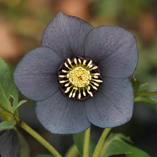 Miniatura 3 de Perennial Farm Marketplace Helleborus x Winter Jewels "Flor de Cerezo" (Rosa Cuaresmal) Perenne, 1 Quart, Flores Rojas
