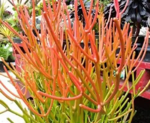 Miniatura 4 de Euphorbia Tirucalli - Plantas suculentas vivas de 4 pulgadas en maceta totalmente enraizadas, palos de fuego, fáciles de cultivar