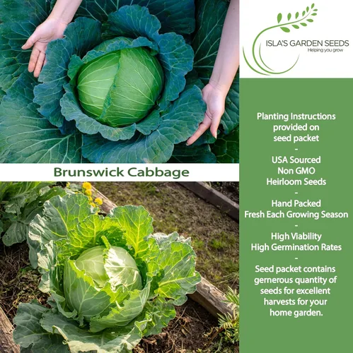 Miniatura 2 de Semillas de col Brunswick (Brassica oleracea) – Más de 300 semillas sin OMG y reliquias de Isla's Garden Seeds, cabezas verdes grandes y densas