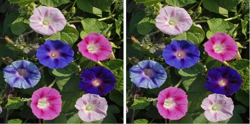 Miniatura 10 de Outsidepride 250 Semillas Anuales Ipomoea Purpurea Morning Glory Fieldgrown Trepadoras Semillas de flores de vid para plantar