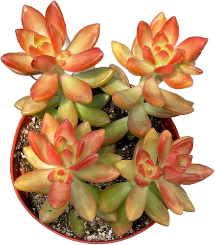 Miniatura 7 de Collar de bebé Crassula de 4 pulgadas, plantas suculentas vivas, plantas suculentas raras totalmente arraigadas en suelo suculento, planta viva