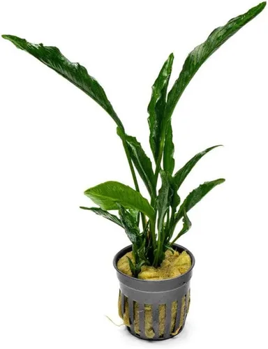 Miniatura 26 de SubstrateSource Plantas vivas – Anubias Hastifolia (Anubias hastifolia) – Luz baja a moderada, hojas en forma de flecha de color verde medio a
