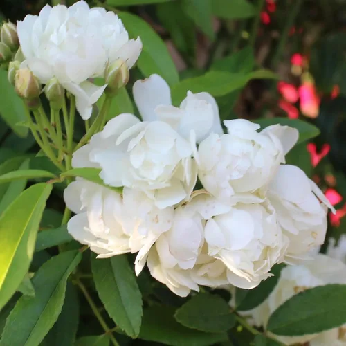 Miniatura 6 de White Lady Banks Rose - Planta de rosas trepadoras vivas, flores blancas sin espinas, vid perenne resistente para vallas, cenadores y enrejados
