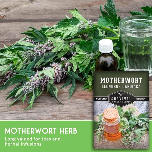 Miniatura 5 de Semillas Motherwort para plantar, Leonurus Cardiaca, hierba medicinal para jardines de boticario y apoyo de polinizadores, semillas de jardín