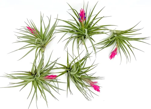 Miniatura 42 de ragnaroc Air Plants - Floración Tillandsia Bulbosa Belice, gigante de 7-9 pulgadas, 1 unidad, llegada en vivo garantizada, plantas