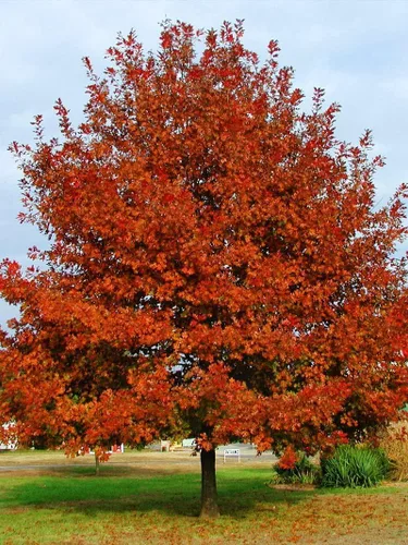 Miniatura 3 de Roble rojo Shumard 10 árboles vivos Quercus Shumardii Plantación de sombra resistente a la sequía resistente a la intemperie