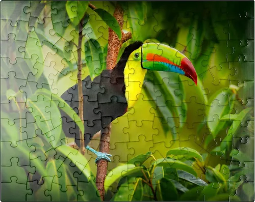 MyPuzzle Costa Rica Wildlife - Tucán sentado en la rama en el bosque - Rompecabezas premium de 100 piezas para adultos
