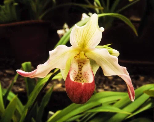 Posterazzi DPI1798309LARGE Slipper Orchid in The Irish National Botanic Gardens - Póster fotográfico (11.8 x 9.4in), diseño de orquídea en los
