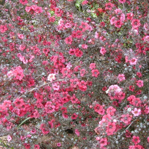 Árbol de Manuka (Leptospermum scoparium) - Cultiva ahora o almacena para futuras plantaciones - Cápsula de 10 semillas