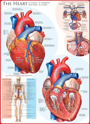 Miniatura 3 de EuroGraphics Human Body (The Heart) Puzzle (1000 piezas), azul