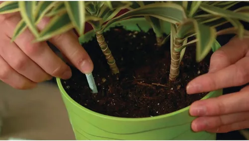 Miniatura 5 de Miracle-Gro Picos de alimentos para plantas de interior, incluye 48 picos, alimentación continua para todas las plantas de interior con flores