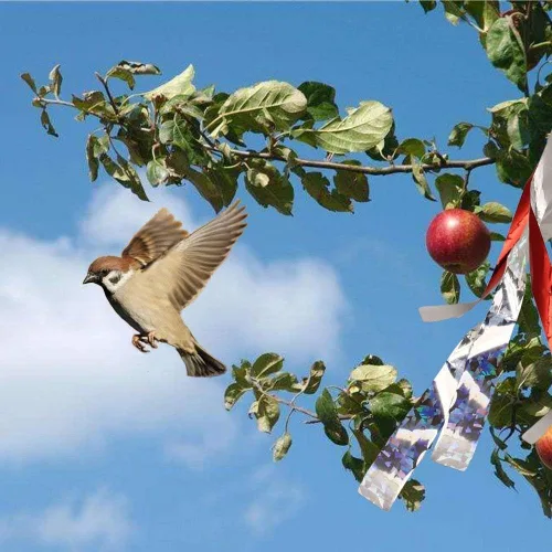 Miniatura 4 de HICI PCO - Cinta repelente de pájaros, cinta de susto plateada de 500 pies, cinta reflectante disuasoria de pájaros para pájaros, eficaz