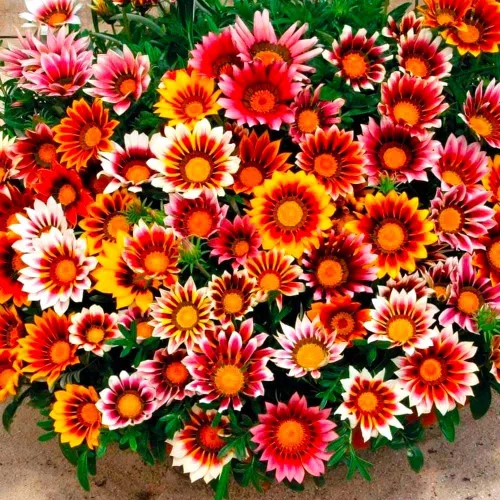 Showy Gazania Flower Mix Perenne 100+ semillas para plantar flores del tesoro sin OMG Margarita africana