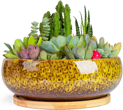 Miniatura 6 de ARTKETTY Macetas para Suculentas, Macetas Grandes para Suculentas de 8 Pulgadas con Drenaje, Maceta de Cerámica para Bonsái con Bandeja para Plantas
