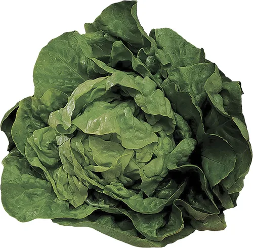 Miniatura 5 de Park Seed Batavian Full Heart Endive & Chicory Lechuga Mezcla de Semillas - Variedad nutritiva de Escarole con corazones blanqueados cremosos, ideal