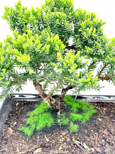 Miniatura 4 de Árbol bonsái de enebro enano vivo de aproximadamente 6 años con lindo pescador de cerámica Árbol bonsái de enebro Para interiores/exteriores