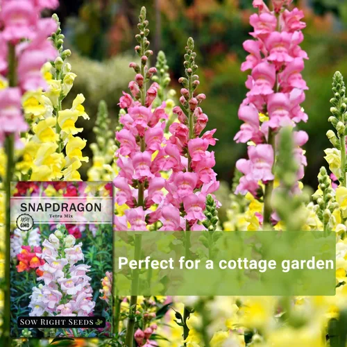 Miniatura 5 de Sow Right Seeds - Semillas de snapdragon mix tetra para plantar - Paquete sin OMG y reliquia con instrucciones para cultivar - Espigas anuales
