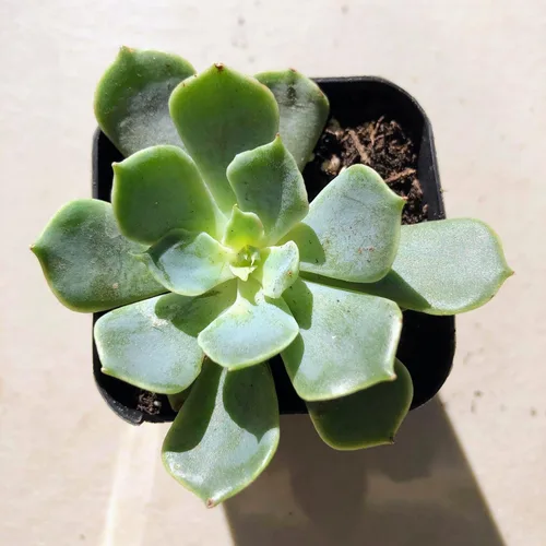 Miniatura 27 de Blissful Echeveria Alpen Glow 4" Pot Live Succulent Pink Purple Rosette Plant Easy 2 Grow, Perfect for Wedding, Party Favor and Succulent