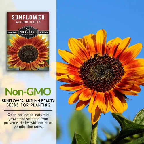 Miniatura 3 de Survival Garden Seeds - Semilla de girasol de Autumn Beauty para plantar - Paquete con instrucciones para plantar y cultivar flores hermosas