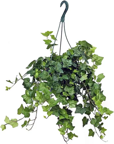 Miniatura 9 de American Plant Exchange Paquete de 2 macetas de hiedra inglesa, paquete de 2 macetas de 4 pulgadas, plantas de interior verdes y abigarradas