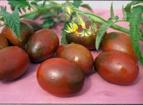 Miniatura 5 de Semillas Verduras Tomate Negro De Barao - 40 Semillas